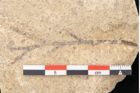 Foto (Detailansicht) von Callitris brongniartii Endl. (NHMW-GEO-2024-0188-8068)
